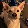 animal, bulldog, canine, chihuahua, computer, computerhardware, dog, electronics, entertainmentcenter, eskimodog, frenchbulldog, hardware, laptop, monitor, pc, pet, puppy, screen, snout, whitedog