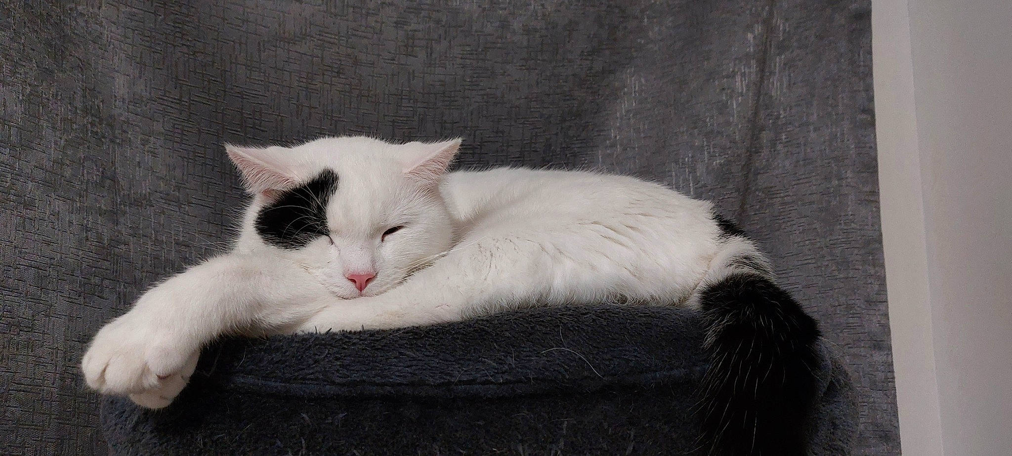 Dipstick joined the competition — help win amazing prizes! carnivore, cat, cat_bed, cat_supply, claw, comfort, domestic_short_haired_cat, eye, fang, fawn, felidae, foot, fur, nap, paw, sitting, small_to_medium_sized_cats, snout, tail, whiskers