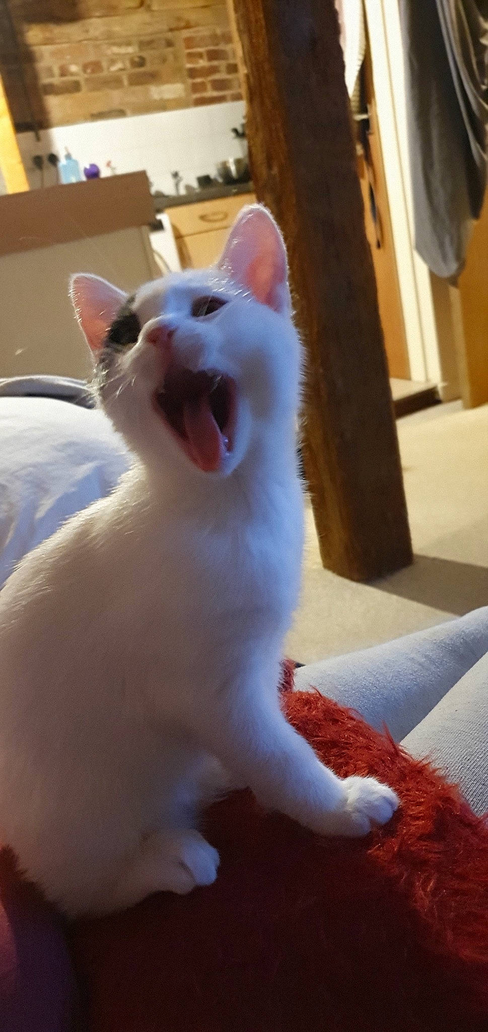 Dipstick joined the competition — help win amazing prizes! aegean_cat, asian, burmilla, carnivore, cat, colorpoint_shorthair, eye, facial_expression, felidae, fur, khao_manee, kitten, nose, small_to_medium_sized_cats, snout, tail, turkish_angora, turkish_van, whiskers, yawn