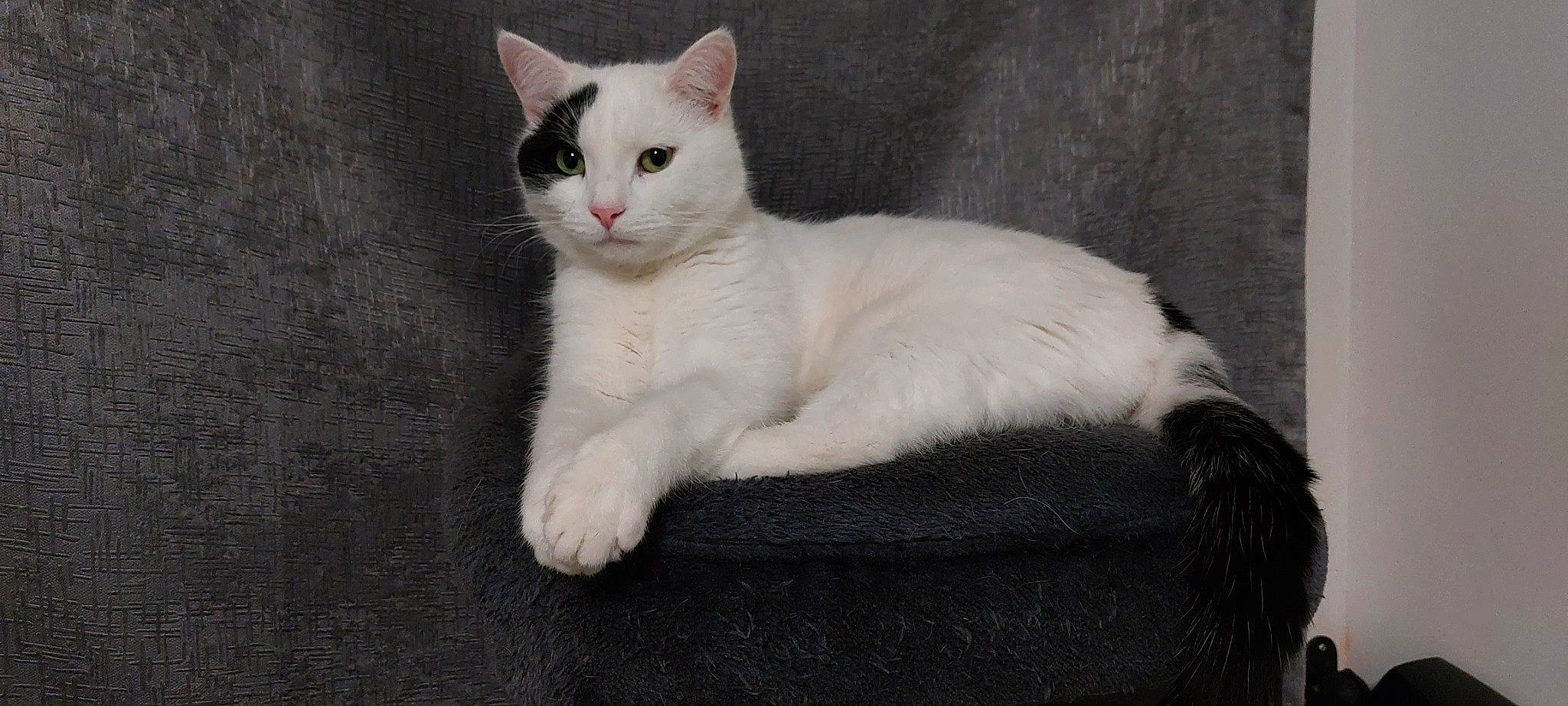 Dipstick is registered to the contest to win money with this photo: carnivore, cat, comfort, domestic_short_haired_cat, felidae, fur, small_to_medium_sized_cats, snout, tail, terrestrial_animal, whiskers