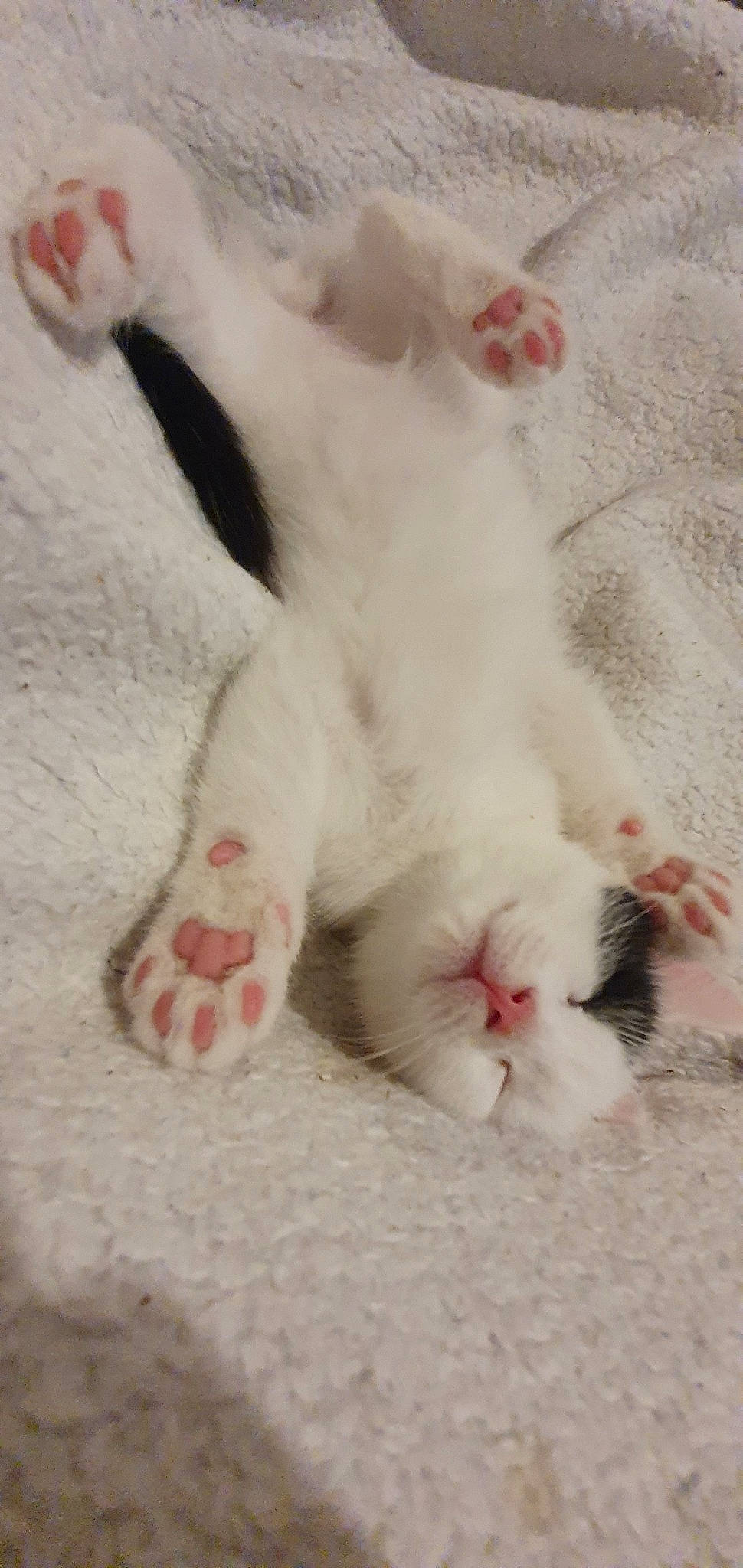 Dipstick joined the competition — help win amazing prizes! aegean_cat, carnivore, cat, claw, fawn, felidae, fur, khao_manee, kitten, nose, paw, persian, polydactyl_cat, ragdoll, small_to_medium_sized_cats, tail, turkish_angora, turkish_van, whiskers