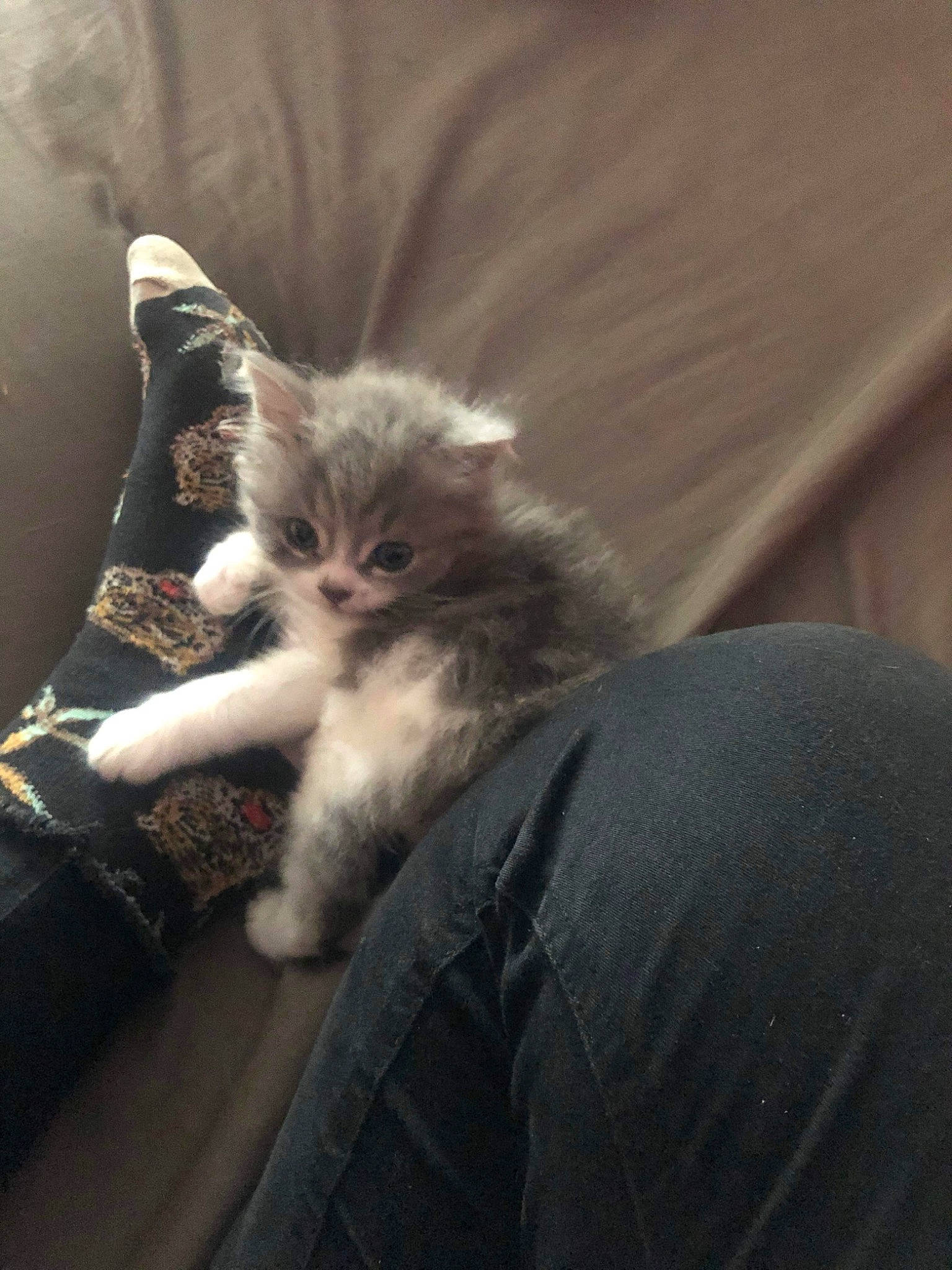 Candy joined the competition — help win amazing prizes! carnivore, cat, chair, claw, comfort, domestic_short_haired_cat, fawn, felidae, fur, gesture, human_leg, paw, plant, small_to_medium_sized_cats, snout, tail, terrestrial_animal, whiskers, wood