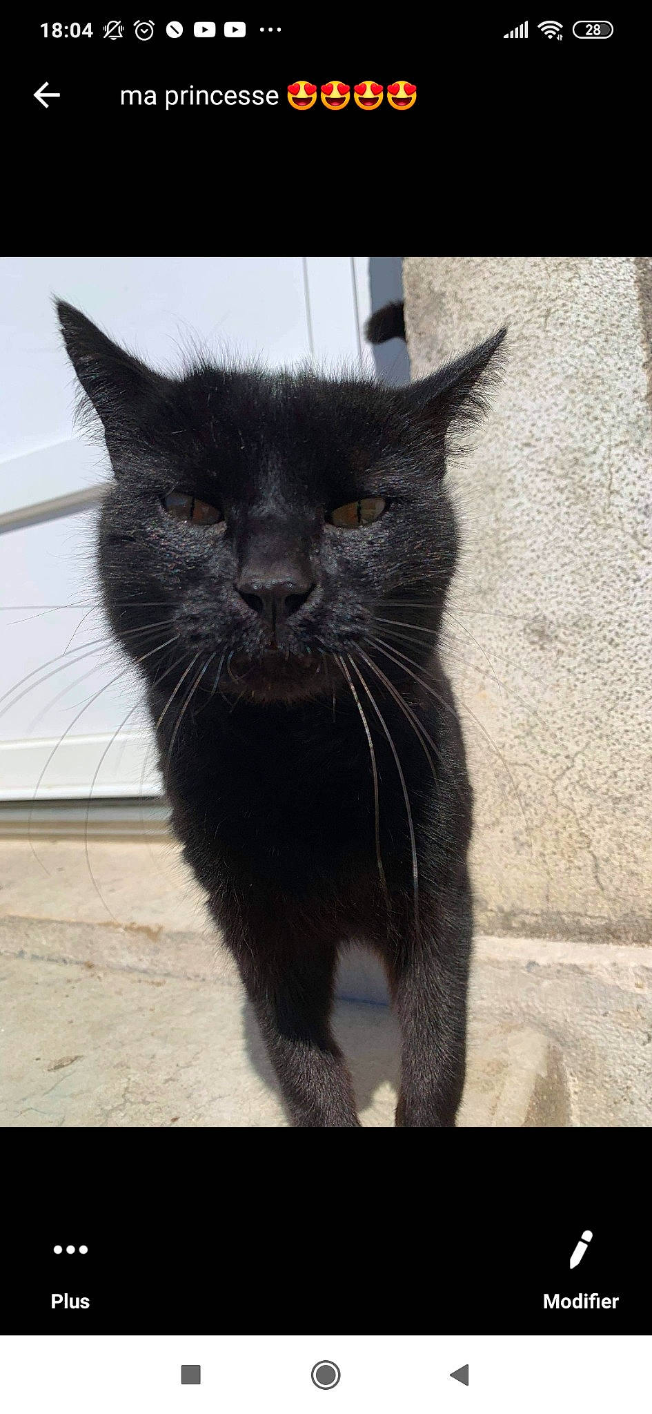 Bayron a rejoint le concours — aidez-le/la à gagner de superbes lots ! asian, black_cat, bombay, burmese, carnivore, cat, domestic_short_haired_cat, felidae, korat, mammal, small_to_medium_sized_cats, snout, tail, vertebrate, whiskers