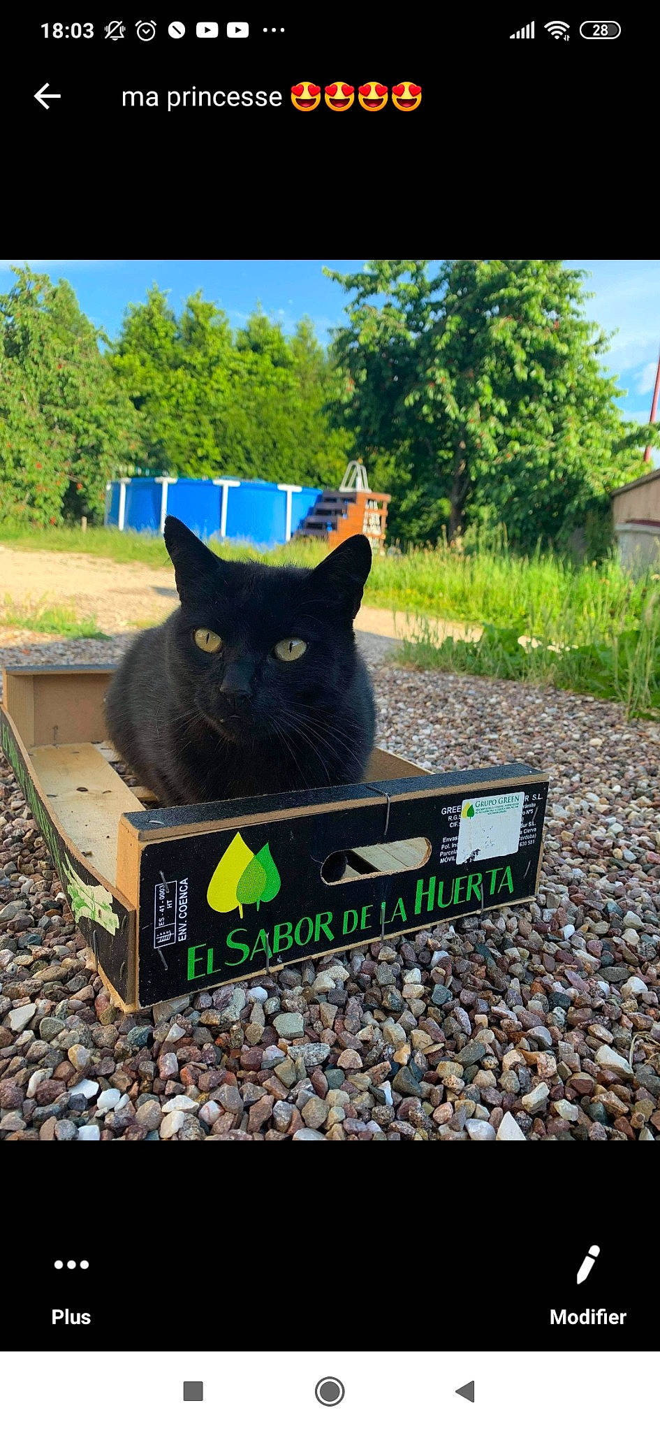 Bayron a rejoint le concours — aidez-le/la à gagner de superbes lots ! black_cat, bombay, carnivore, cat, domestic_short_haired_cat, felidae, grass, korat, small_to_medium_sized_cats, soil, whiskers