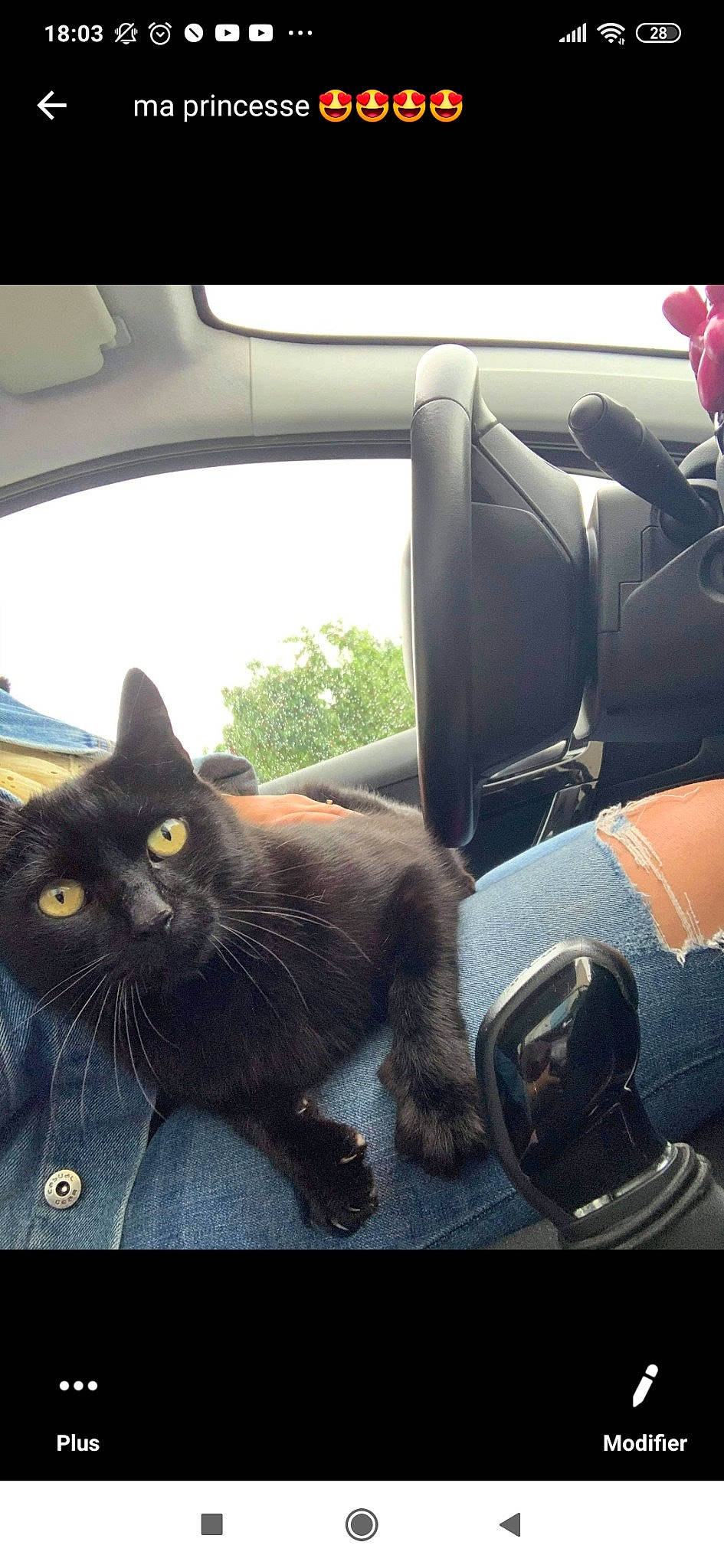 Bayron participe au concours pour gagner de l'argent avec cette photo : black_cat, car, carnivore, cat, domestic_short_haired_cat, felidae, kitten, leg, photography, small_to_medium_sized_cats, vehicle, whiskers
