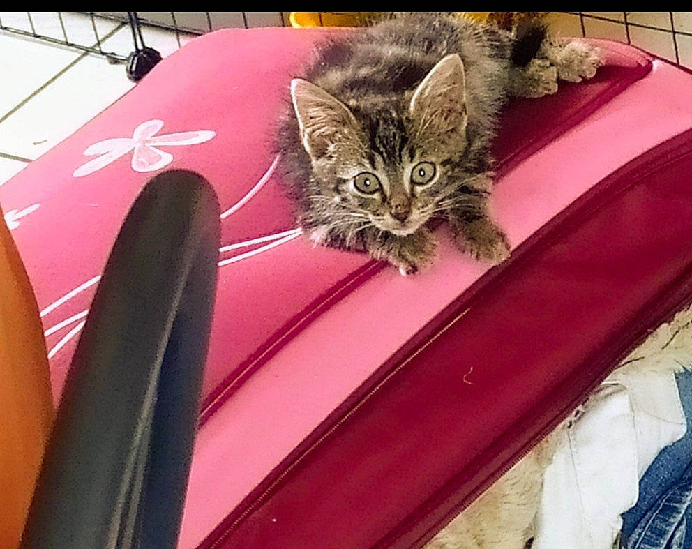 Onyx a rejoint le concours — aidez-le/la à gagner de superbes lots ! asian, carnivore, cat, domestic_short_haired_cat, dragon_li, european_shorthair, felidae, fur, kitten, maine_coon, small_to_medium_sized_cats, tabby_cat, whiskers