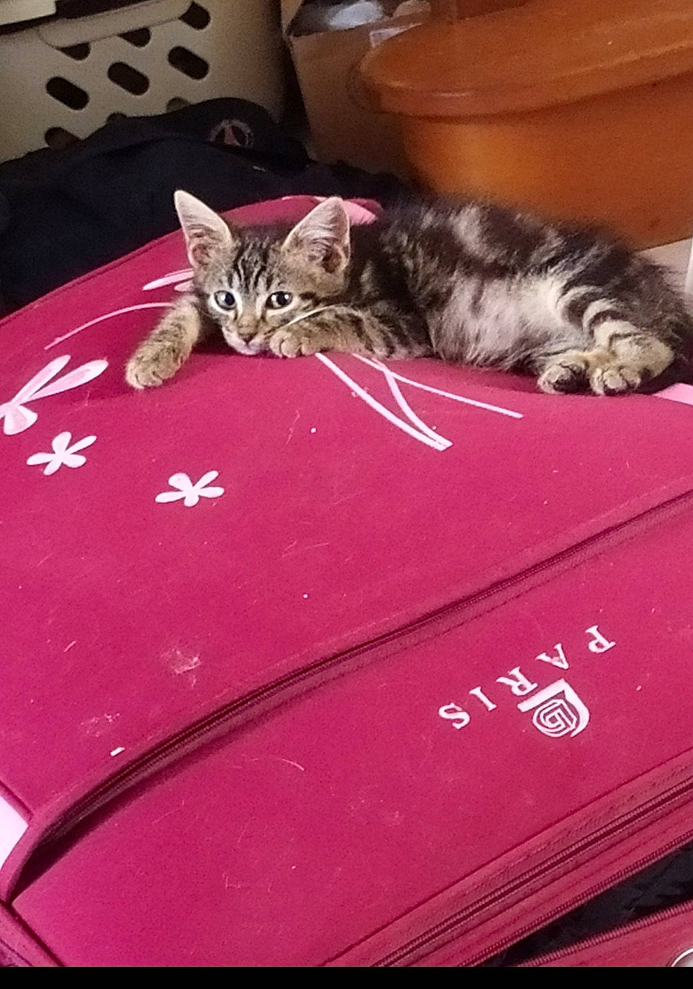 Onyx a rejoint le concours — aidez-le/la à gagner de superbes lots ! american_shorthair, asian, carnivore, cat, domestic_short_haired_cat, dragon_li, european_shorthair, felidae, kitten, maine_coon, mammal, norwegian_forest_cat, pink, small_to_medium_sized_cats, tabby_cat, whiskers