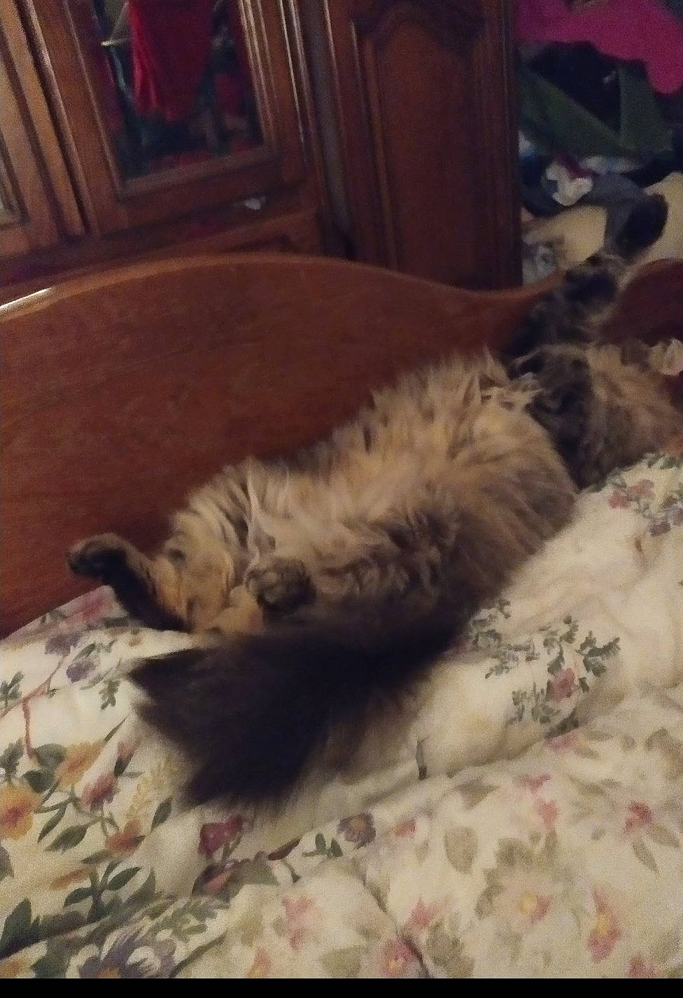 Kendji participe au concours pour gagner de l'argent avec cette photo : canidae, carnivore, cat, felidae, fur, furniture, kitten, nap, persian, ragdoll, sleep, small_to_medium_sized_cats, tail, whiskers