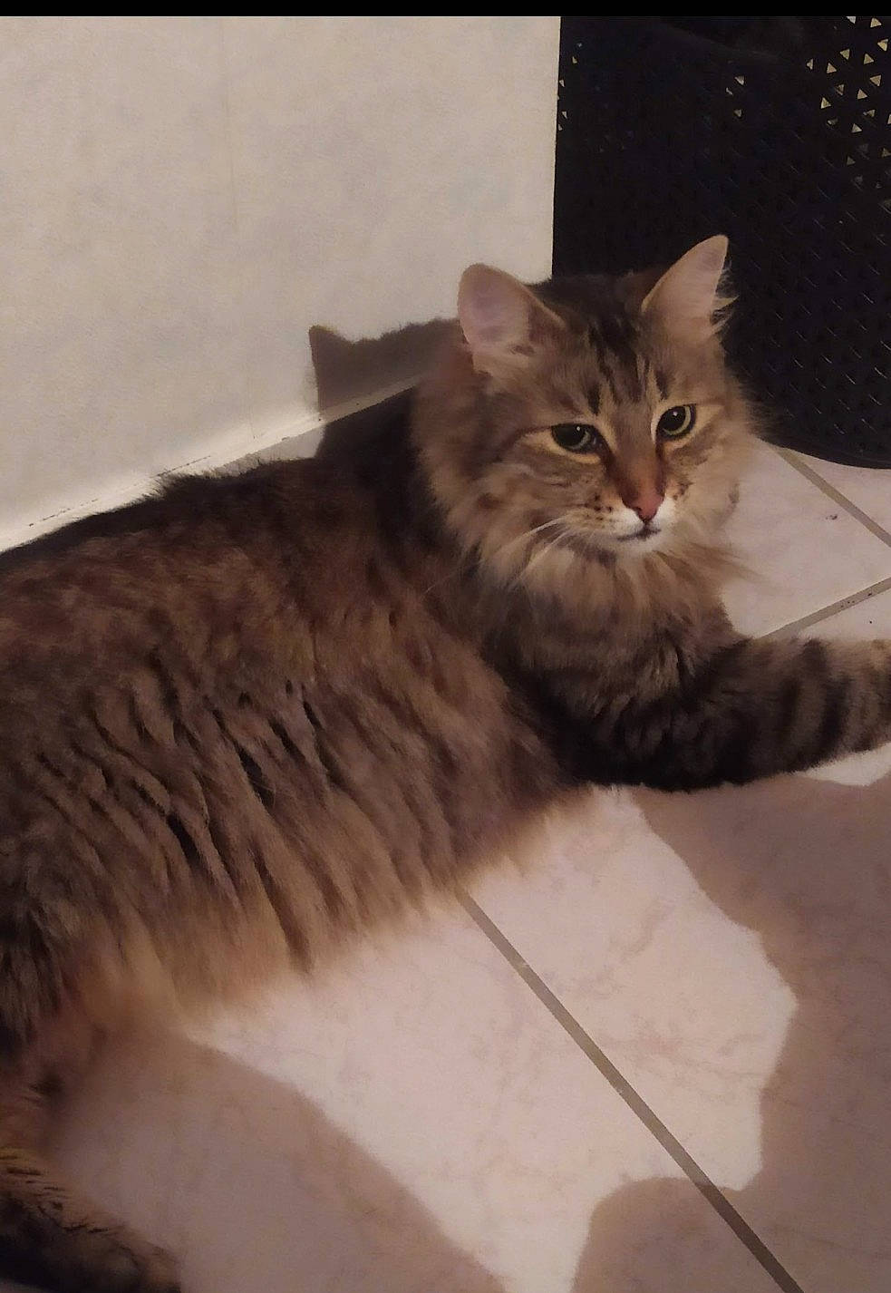 Kendji participe au concours pour gagner de l'argent avec cette photo : asian, asian_semi_longhair, british_longhair, british_semi_longhair, carnivore, cat, cymric, domestic_long_haired_cat, domestic_short_haired_cat, dragon_li, european_shorthair, felidae, maine_coon, mammal, norwegian_forest_cat, ragamuffin, siberian, small_to_medium_sized_cats, vertebrate, whiskers