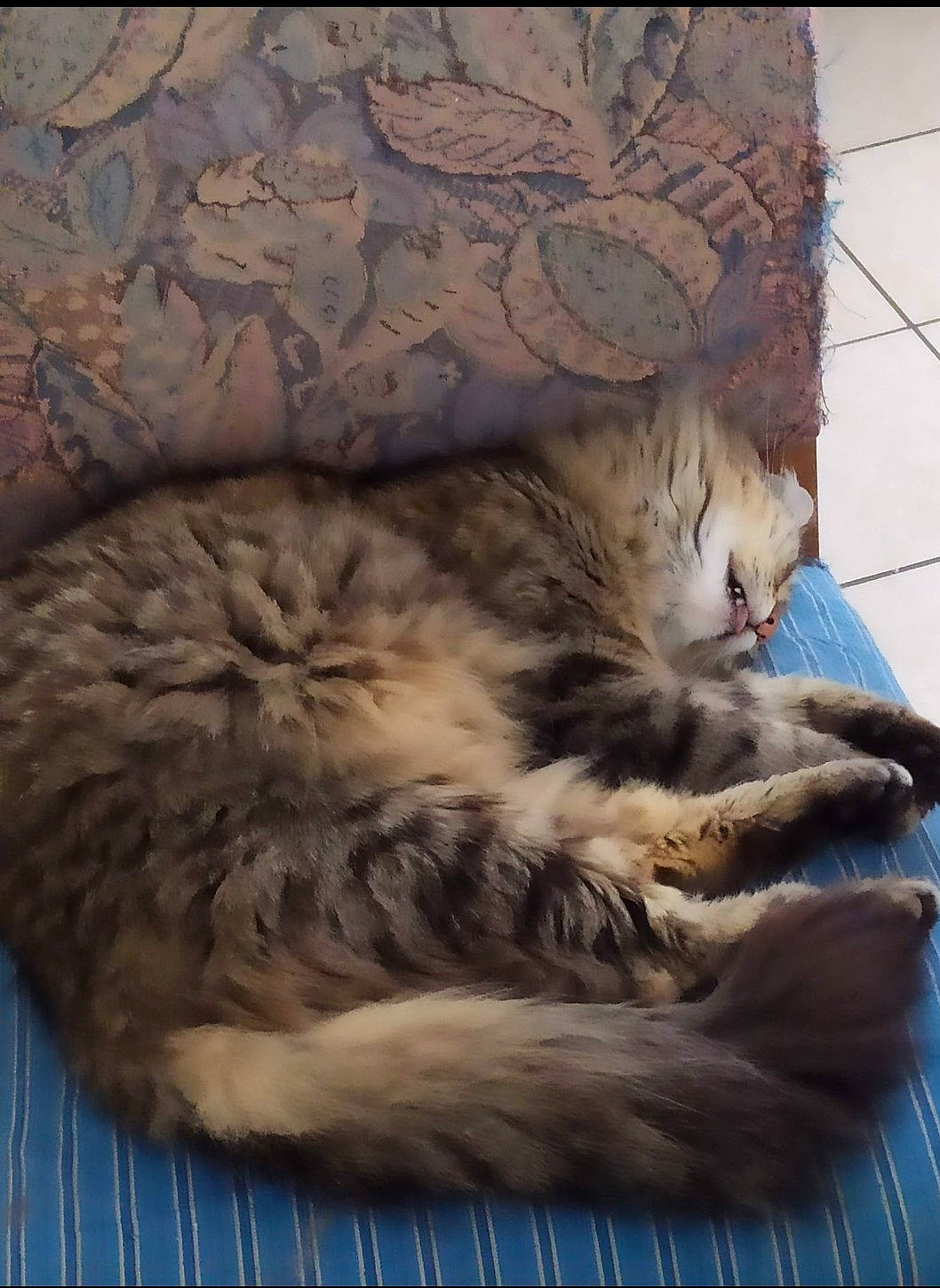 Kendji a rejoint le concours — aidez-le/la à gagner de superbes lots ! carnivore, cat, domestic_long_haired_cat, domestic_short_haired_cat, dragon_li, european_shorthair, felidae, fur, kitten, nap, norwegian_forest_cat, paw, sleep, small_to_medium_sized_cats, tabby_cat, tail, whiskers