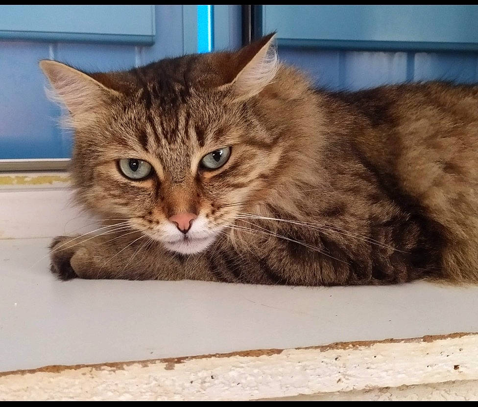 Kendji participe au concours pour gagner de l'argent avec cette photo : aegean_cat, american_bobtail, asian, california_spangled, carnivore, cat, domestic_short_haired_cat, dragon_li, european_shorthair, eye, fawn, felidae, kitten, mammal, pixie_bob, siberian, small_to_medium_sized_cats, tabby_cat, whiskers, wild_cat