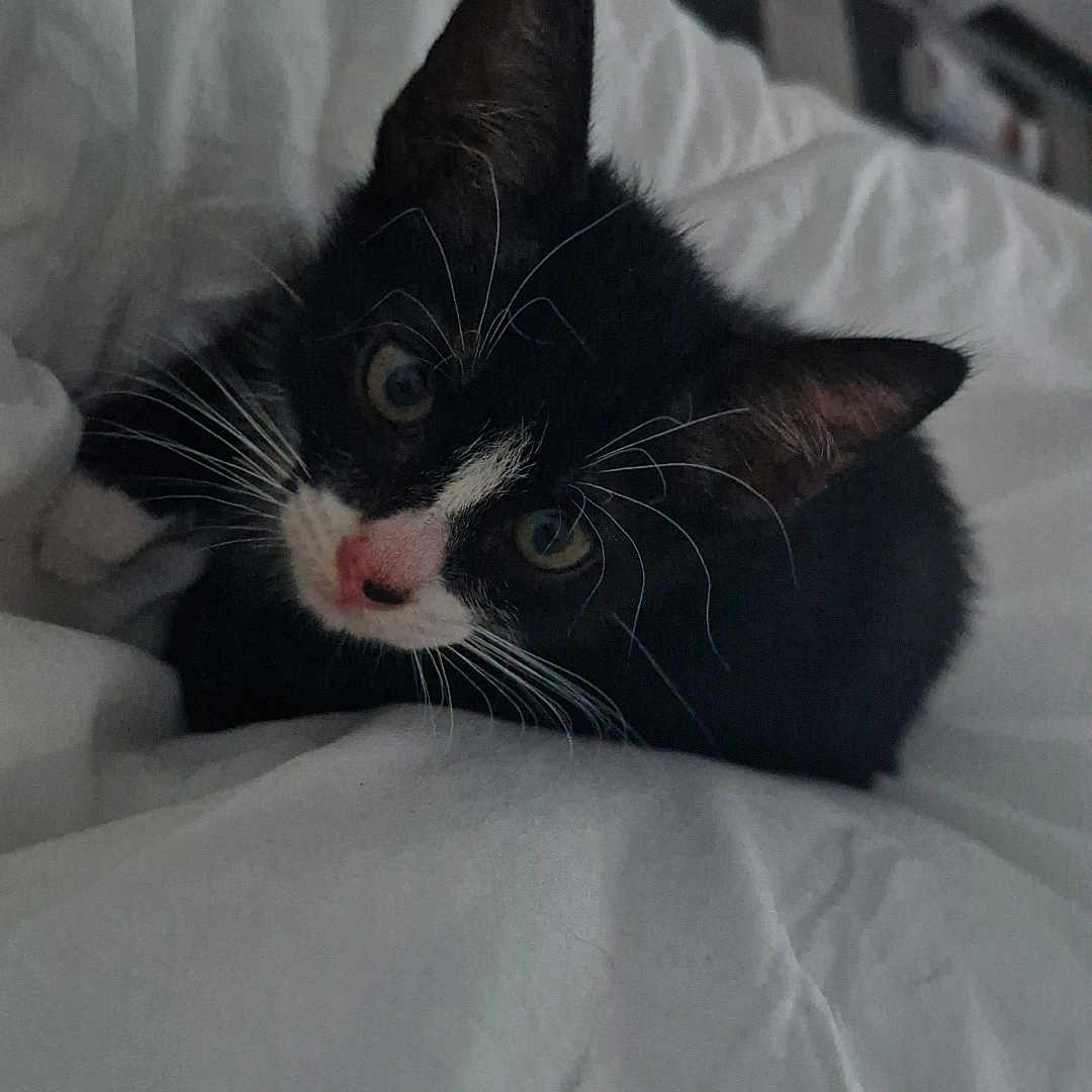 Moustache participe au concours pour gagner de l'argent avec cette photo : animal, bed, bedroom, blanket, cat, cushion, face, furniture, head, homedecor, indoors, kitten, manx, person, pet, photography, portrait, quilt, room, sleeping