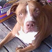 Nala joined the competition — help win amazing prizes! dog, brown_dog, white_patch, wooden_floor, box, cat_food, cans, person, legs, slippers, indoor, pet, animal, looking_up, close_up, floor, casual, home, curious, gentle