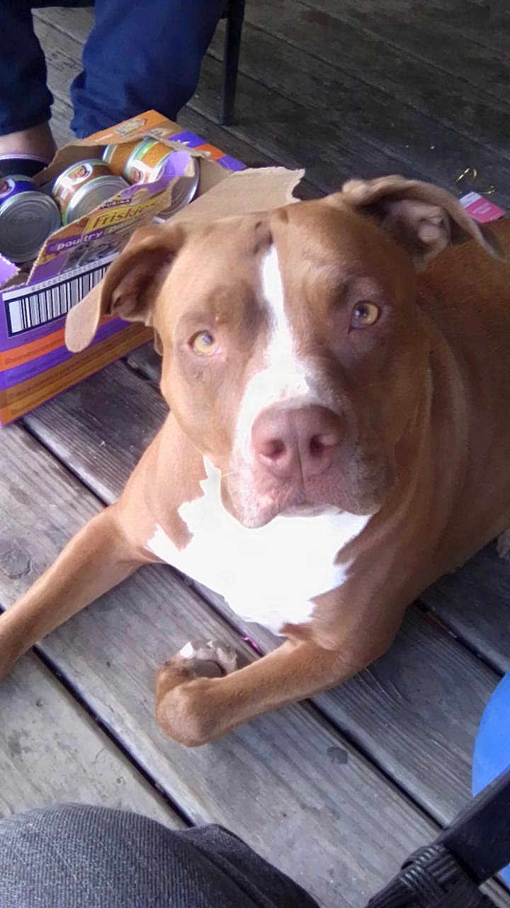 Nala joined the competition — help win amazing prizes! dog, brown_dog, white_patch, wooden_floor, box, cat_food, cans, person, legs, slippers, indoor, pet, animal, looking_up, close_up, floor, casual, home, curious, gentle