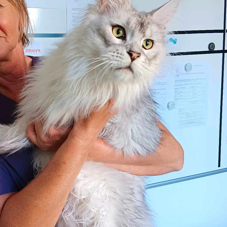 Azur participe au concours pour gagner de l'argent avec cette photo : cat, longhaired_cat, fluffy, white_fur, gray_fur, golden_eyes, whiskers, ears, pet, animal, held_cat, person, portrait, indoors, close_up, fur, domestic_cat, serious_expression, veterinary_clinic, blue_background