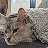 Azur participe au concours pour gagner de l'argent avec cette photo : cat, gray_cat, fluffy, blanket, cozy, sleeping, relaxed, whiskers, ears, eyes, nose, fur, pet, animal, portrait, close_up, indoor, couch, textile, home