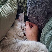Azur a rejoint le concours — aidez-le/la à gagner de superbes lots ! cat, kitten, sleeping, fluffy, fur, white_fur, closed_eyes, pet, animal, cuddling, human_hand, gentle_touch, cozy, blanket, cushion, indoors, nap, relaxed, cute, portrait