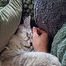 cat, kitten, sleeping, fluffy, fur, white_fur, closed_eyes, pet, animal, cuddling, human_hand, gentle_touch, cozy, blanket, cushion, indoors, nap, relaxed, cute, portrait