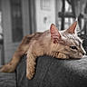 cat, feline, pet, animal, sleepy, relaxed, lying_down, sprawled, long_hair, whiskers, ears, face, paws, sofa, couch, indoor, home, portrait, monochrome, cozy