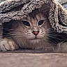 Azur participe au concours pour gagner de l'argent avec cette photo : cat, kitten, fluffy, blanket, cozy, indoors, pet, animal, fur, whiskers, eyes, nose, paws, portrait, close_up, cuddly, sleeping_area, gray, cream, relaxed