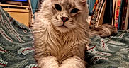 Azur participe au concours pour gagner de l'argent avec cette photo : cat, fluffy, long_hair, gray_cat, pet, animal, portrait, close_up, indoors, bedroom, bed, blanket, paws, whiskers, ears, tail, sitting, relaxed, television, clothing_rack