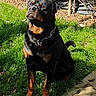 Lucky For Hancock De L'illiason participe au concours pour gagner de l'argent avec cette photo : canidae, carlin_pinscher, carnivore, companion_dog, dog, dog_breed, fawn, hunting_dog, mammal, molosser, plant, rottweiler, snout, sporting_group, vertebrate, working_dog