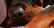 Lucky For Hancock De L'illiason participe au concours pour gagner de l'argent avec cette photo : austrian_black_and_tan_hound, canidae, carnivore, companion_dog, dog, dog_breed, fawn, mammal, nose, puppy, puppy_love, rottweiler, snout, sporting_group, vertebrate