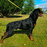 Lucky For Hancock De L'illiason a rejoint le concours — aidez-le/la à gagner de superbes lots ! austrian_black_and_tan_hound, canidae, carnivore, dog, dog_breed, hound, hunting_dog, lithuanian_hound, mammal, montenegrin_mountain_hound, polish_hunting_dog, rare_breed_dog, rottweiler, smaland_hound, sporting_group, vertebrate