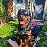 Lucky For Hancock De L'illiason participe au concours pour gagner de l'argent avec cette photo : canidae, carlin_pinscher, carnivore, companion_dog, dog, dog_breed, mammal, rottweiler, snout, sporting_group, vertebrate, working_dog