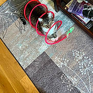 Milo is registered to the contest to win money with this photo: cat, tabby_cat, toy, red_spiral_toy, rug, patterned_rug, wooden_shelf, books, floor, indoor, pet, animal, curious, playful, feline, paw, whiskers, striped, relaxed, looking_up