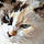 Minette