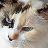 cat, close_up, blue_eyes, fur, whiskers, pet, animal, face, portrait, domestic_cat, feline, cute, soft_light, calm, indoor, fluffy, colorful_fur, muzzle, nose, ears