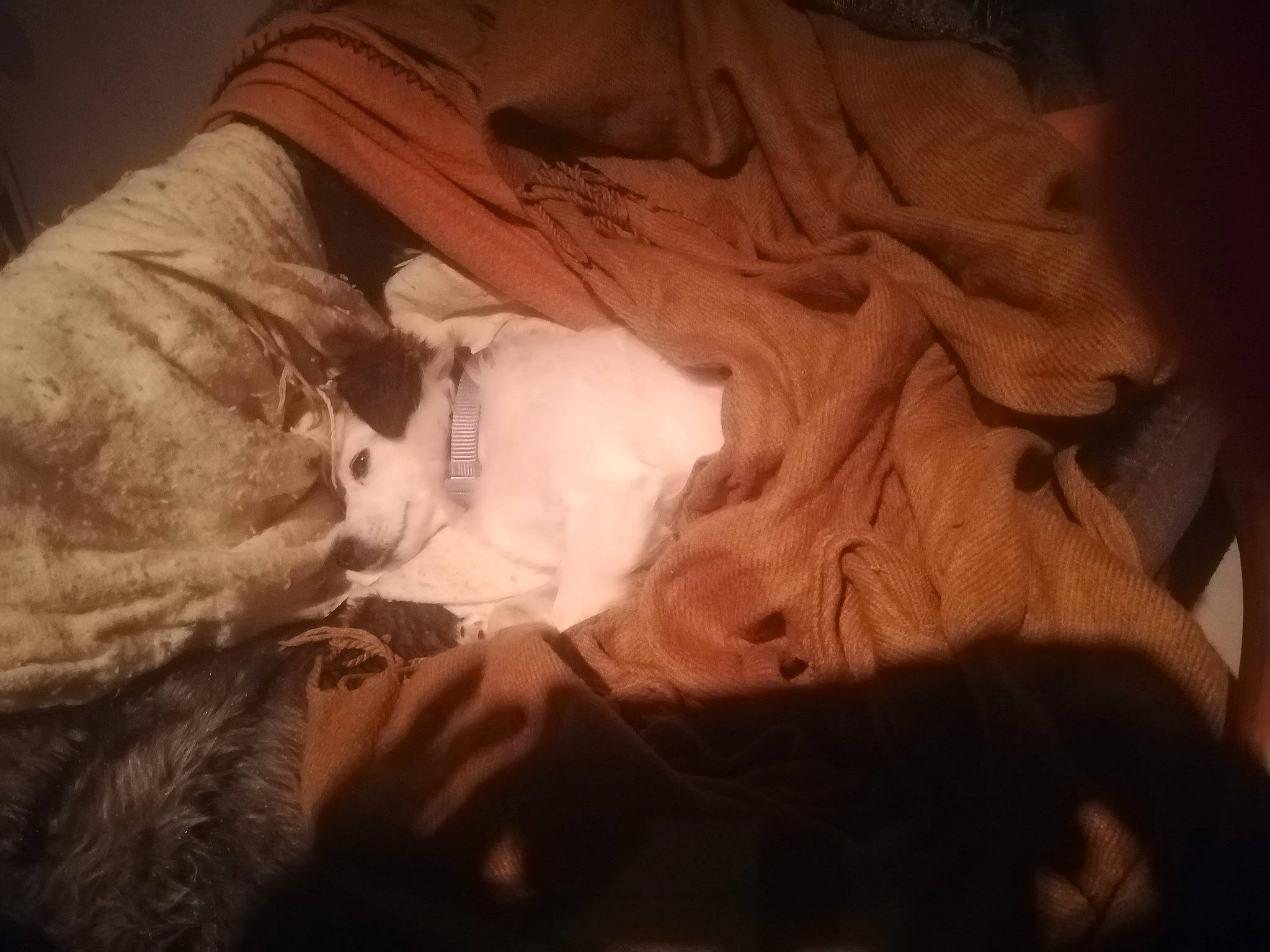 Eivy a rejoint le concours — aidez-le/la à gagner de superbes lots ! beard, carnivore, cloud, comfort, companion_dog, darkness, dog_breed, ear, fawn, felidae, fur, hat, jaw, small_to_medium_sized_cats, snout, sporting_group, textile, tints_and_shades, whiskers, wood