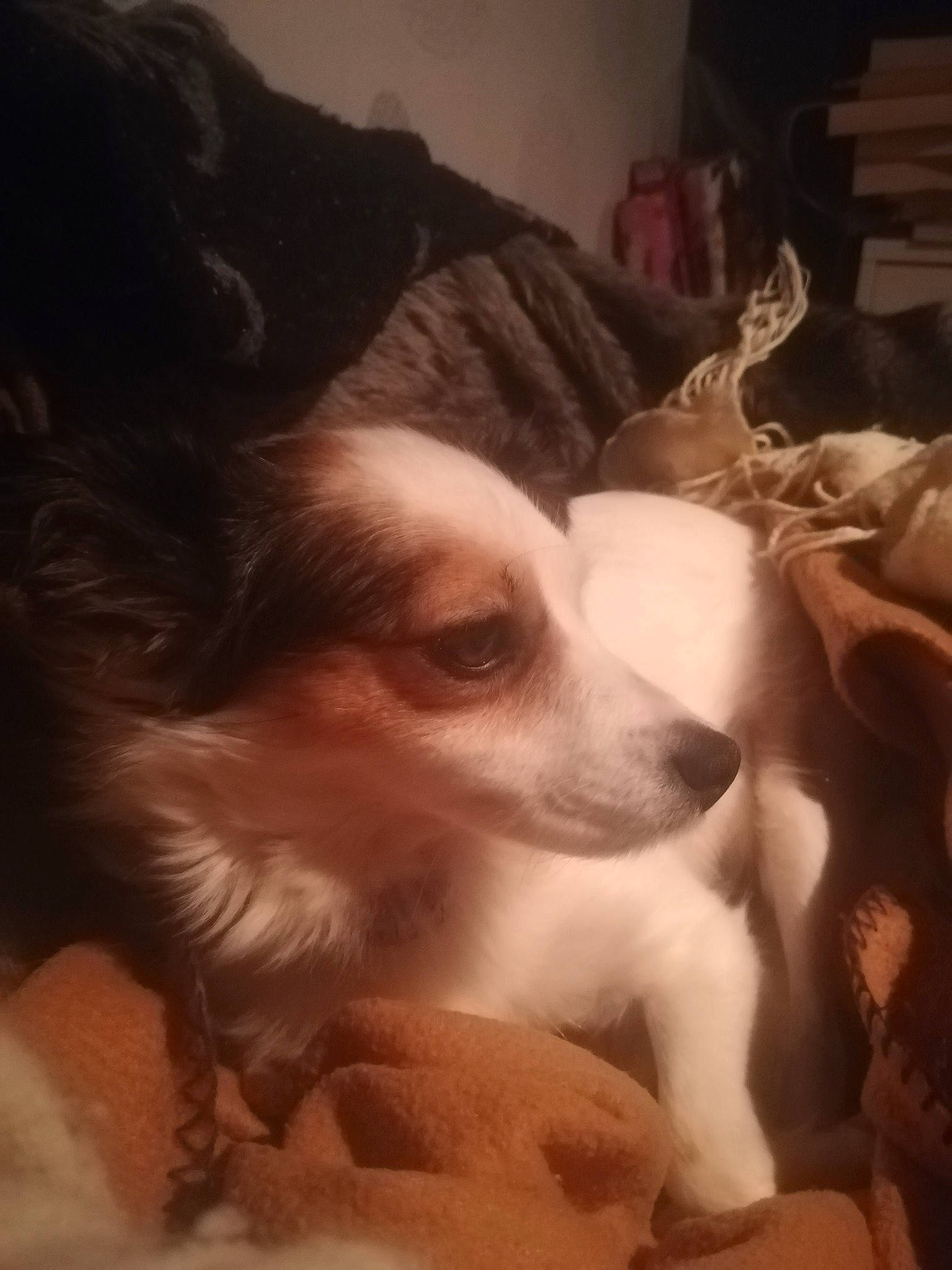 Eivy participe au concours pour gagner de l'argent avec cette photo : bed, canidae, carnivore, comfort, companion_dog, dog, dog_breed, ear, fawn, fur, nap, paw, puppy_love, snout, sporting_group, toy_dog, whiskers