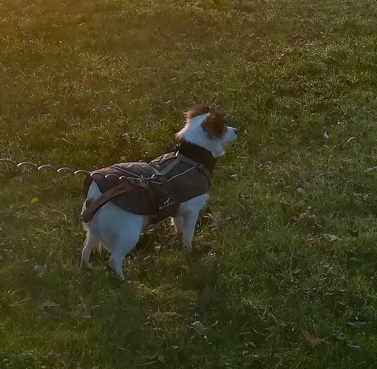 Eivy a rejoint le concours — aidez-le/la à gagner de superbes lots ! canidae, carnivore, collar, companion_dog, dog, dog_breed, dog_collar, fawn, grass, grassland, hunting_dog, leash, non_sporting_group, pasture, pet_supply, soil, sporting_group, tail, working_animal, working_dog