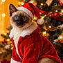 animal, blue_eyes, cat, celebration, christmas, cute, decorations, festive, fur, holiday, indoors, lights, ornaments, pet, red_clothing, santa_hat, siamese_cat, snow, tree, winter