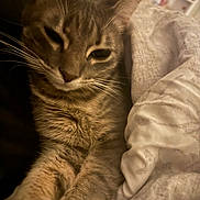 Paris joined the competition — help win amazing prizes! cat, feline, pet, whiskers, fur, blanket, bed, cozy, sleepy, closeup, indoor, relaxed, warm_lighting, soft_texture, animal, cute, resting, domestic_animal, comfort, portrait