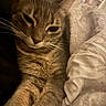 cat, feline, pet, whiskers, fur, blanket, bed, cozy, sleepy, closeup, indoor, relaxed, warm_lighting, soft_texture, animal, cute, resting, domestic_animal, comfort, portrait