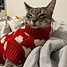 Paris is registered to the contest to win money with this photo: cat, pet, sweater, red, white_hearts, cozy, blanket, indoor, relaxed, cute, feline, knitted, warm, sleepy, animal, portrait, resting, soft, cute_pet, comfy