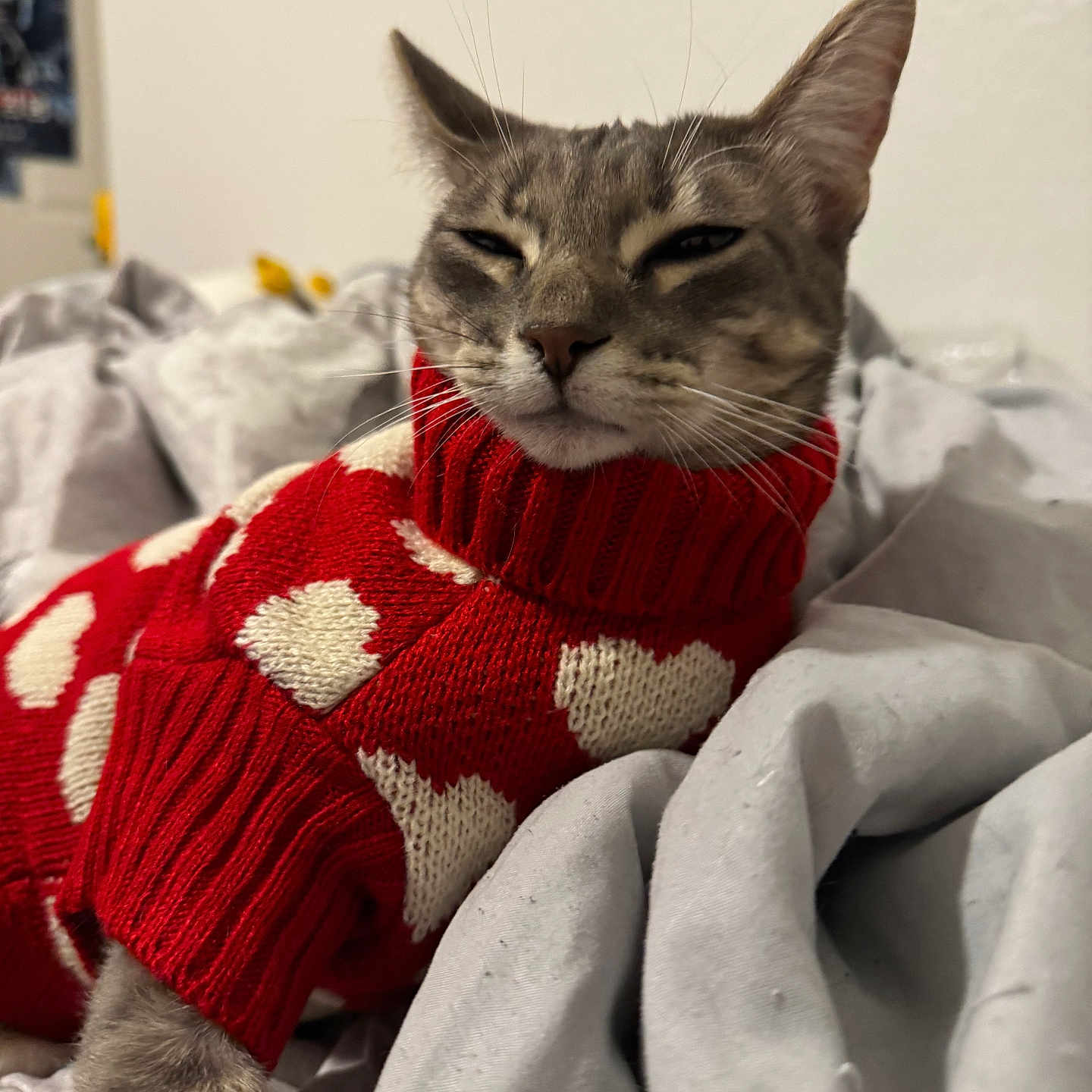 Paris is registered to the contest to win money with this photo: cat, pet, sweater, red, white_hearts, cozy, blanket, indoor, relaxed, cute, feline, knitted, warm, sleepy, animal, portrait, resting, soft, cute_pet, comfy
