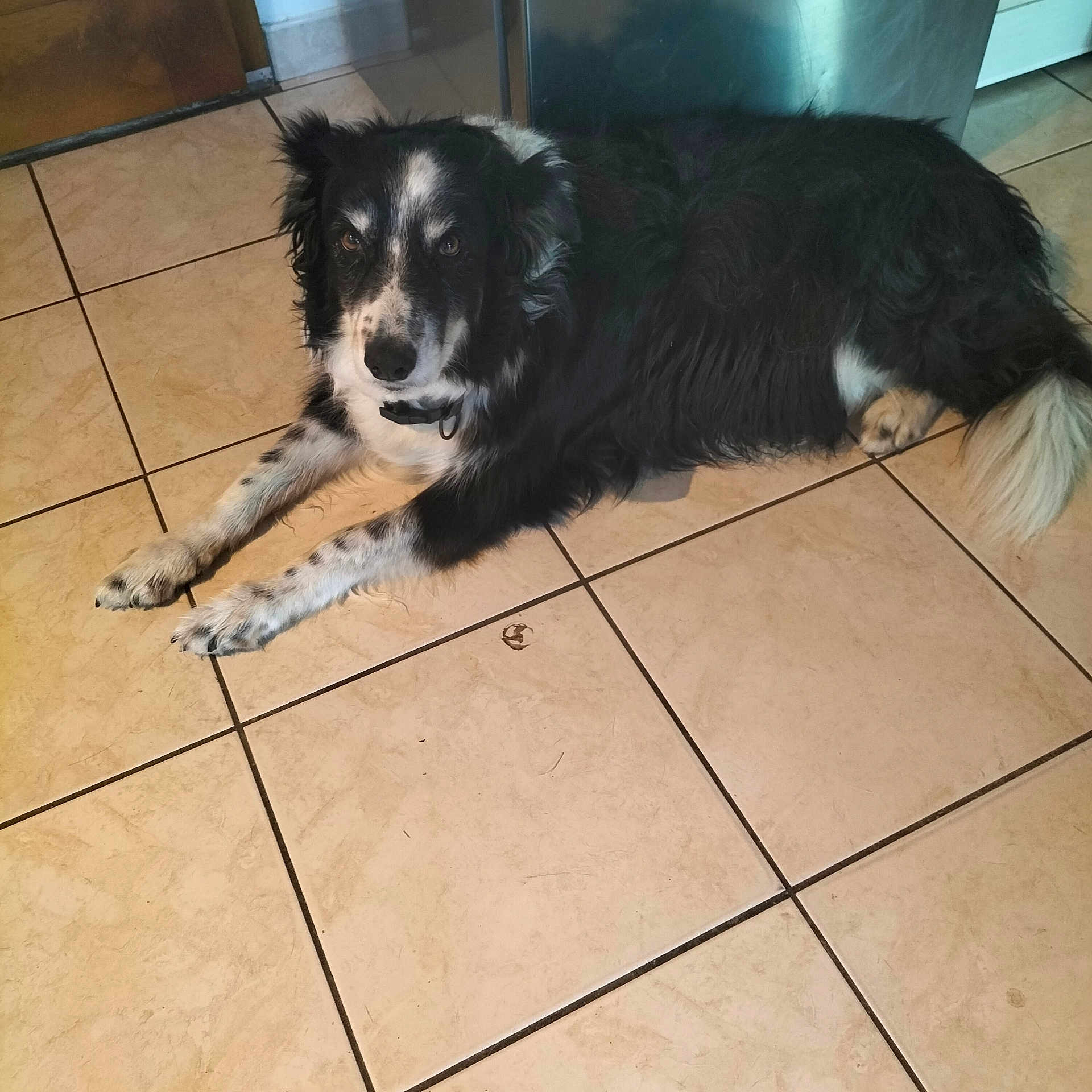 Milla participe au concours pour gagner de l'argent avec cette photo : alert, animal, appliance, black_and_white, canine, collar, dog, domestic, door, floor, fur, indoor, long_hair, looking_at_camera, lying_down, paw, pet, relaxed, tail, tile_floor
