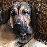 Ullyce a rejoint le concours — aidez-le/la à gagner de superbes lots ! dog, animal, hay, straw, resting, large_dog, fur, sleepy, brown, black, outdoor, nature, farm, pet, closeup, portrait, relaxed, canine, mammal, laying_down