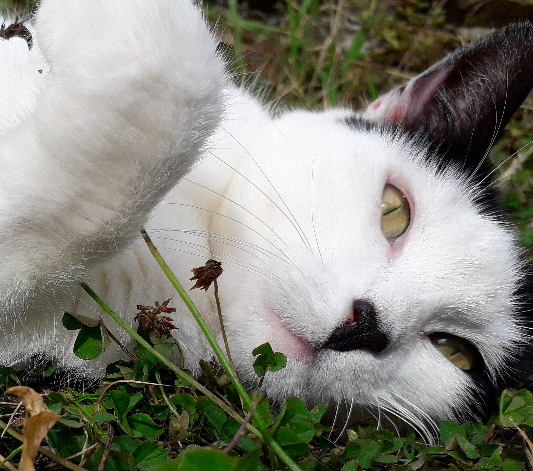 Louna participe au concours pour gagner de l'argent avec cette photo : aegean_cat, carnivore, cat, domestic_short_haired_cat, eye, felidae, fur, grass, nose, plant, ragdoll, small_to_medium_sized_cats, snout, tree, turkish_van, whiskers, white