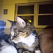 Baby joined the competition — help win amazing prizes! cat, tabby, pet, indoor, collar, bell, white_paws, white_chest, window, room, furniture, dim_lighting, animal, closeup, looking_away, domestic_cat, fur, whiskers, person_arm, resting