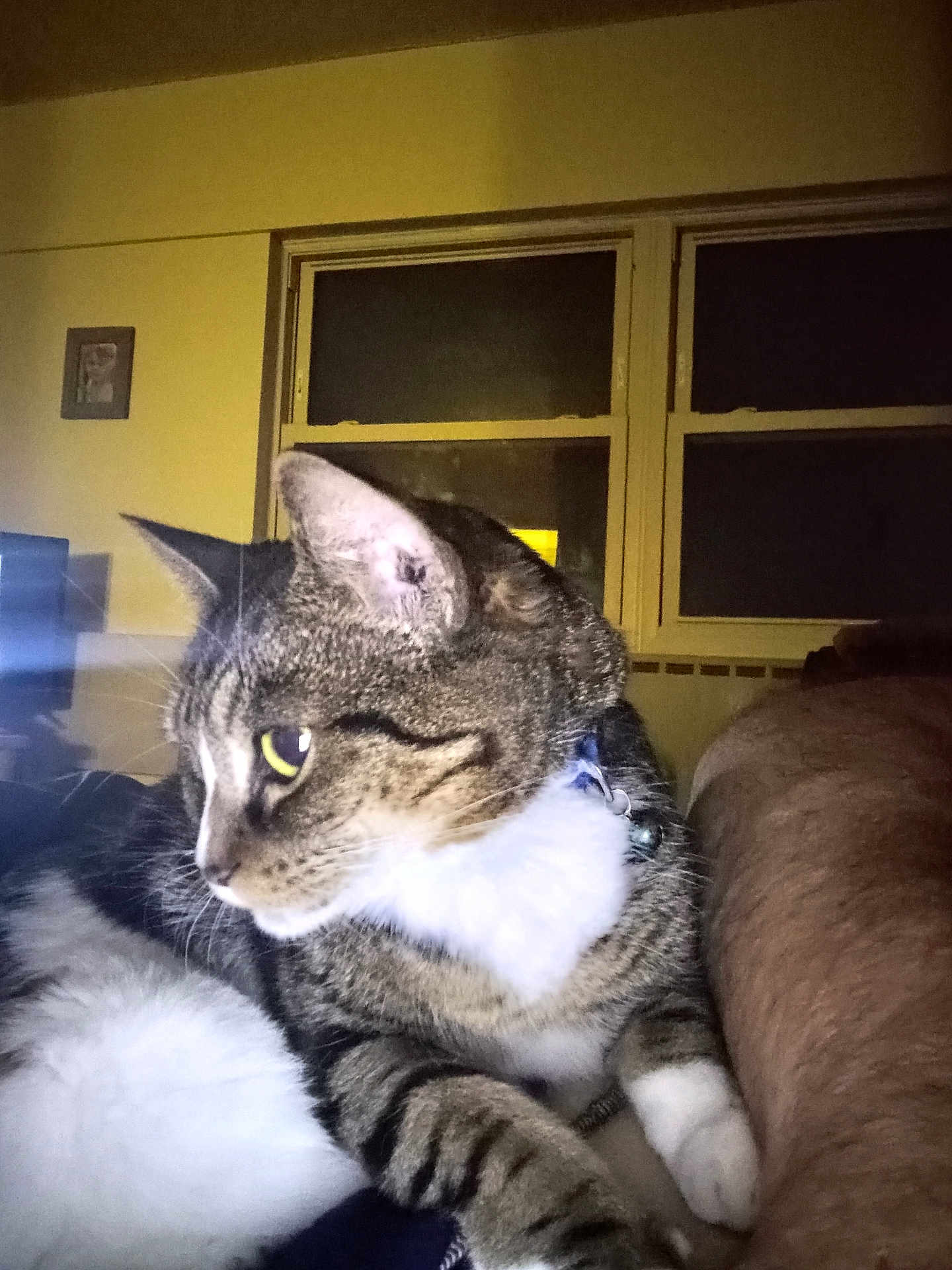 Baby joined the competition — help win amazing prizes! cat, tabby, pet, indoor, collar, bell, white_paws, white_chest, window, room, furniture, dim_lighting, animal, closeup, looking_away, domestic_cat, fur, whiskers, person_arm, resting