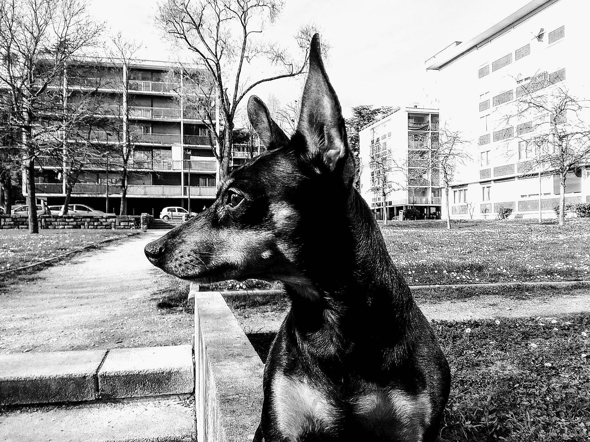 Booby a rejoint le concours — aidez-le/la à gagner de superbes lots ! black_and_white, canidae, carnivore, dobermann, dog, dog_breed, ear, east_european_shepherd, german_shepherd_dog, great_dane, guard_dog, mammal, monochrome, photography, pinscher, police_dog, snout, style, vertebrate, working_dog