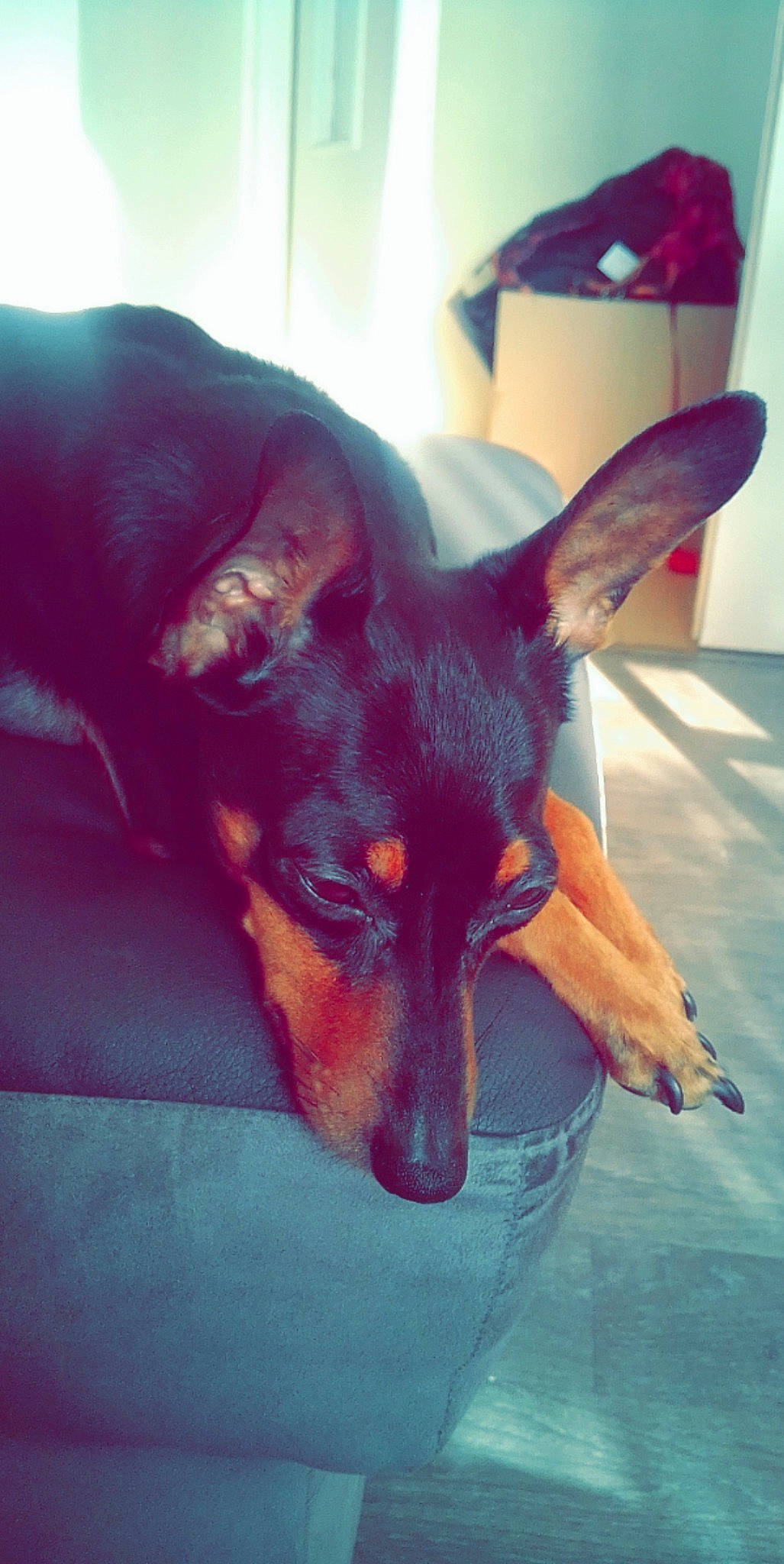 Booby a rejoint le concours — aidez-le/la à gagner de superbes lots ! canidae, carnivore, dog, dog_breed, ear, english_toy_terrier, german_pinscher, mammal, manchester_terrier, miniature_pinscher, pinscher, prazsky_krysarik, russkiy_toy, snout, terrier, toy_dog, toy_manchester_terrier, vertebrate