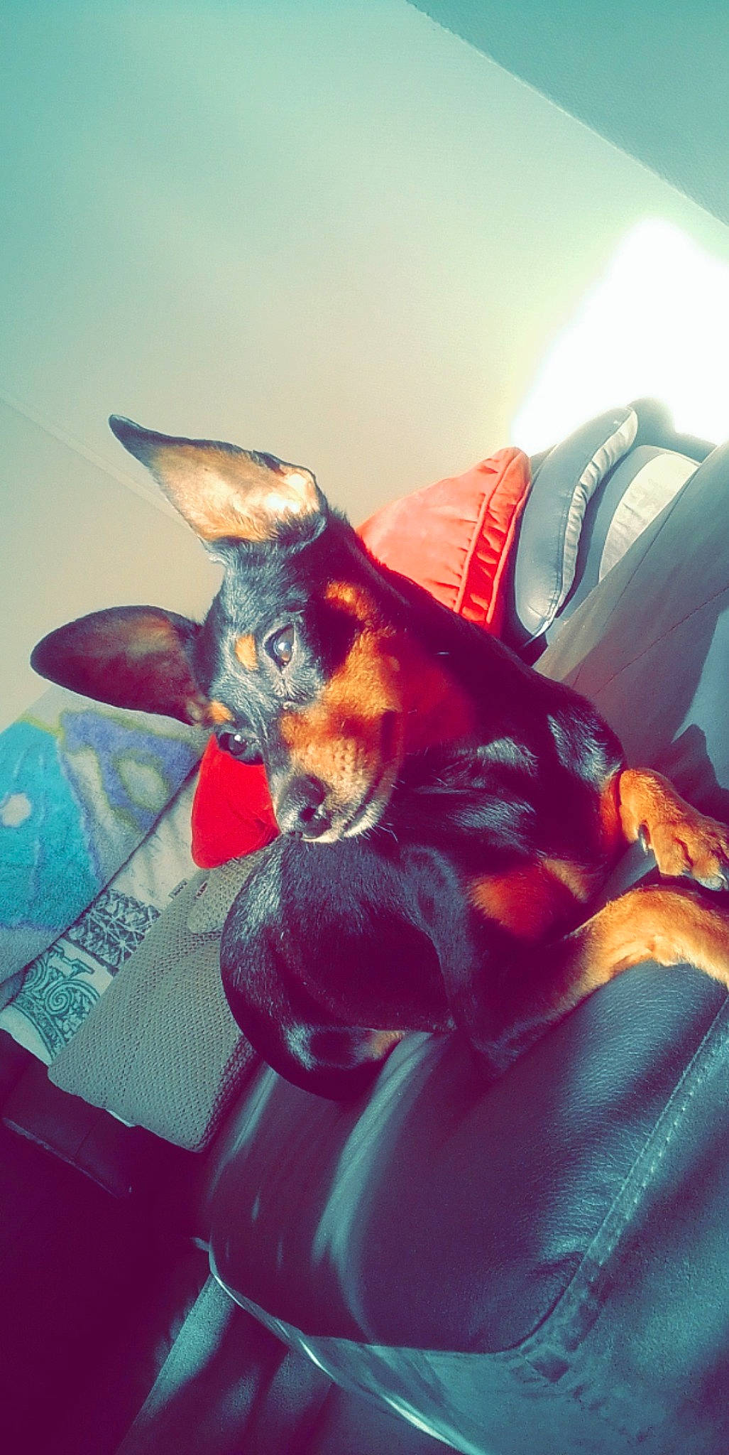 Booby participe au concours pour gagner de l'argent avec cette photo : canidae, carnivore, cat, cornish_rex, devon_rex, donskoy, ear, felidae, kitten, miniature_pinscher, peterbald, small_to_medium_sized_cats, snout, whiskers