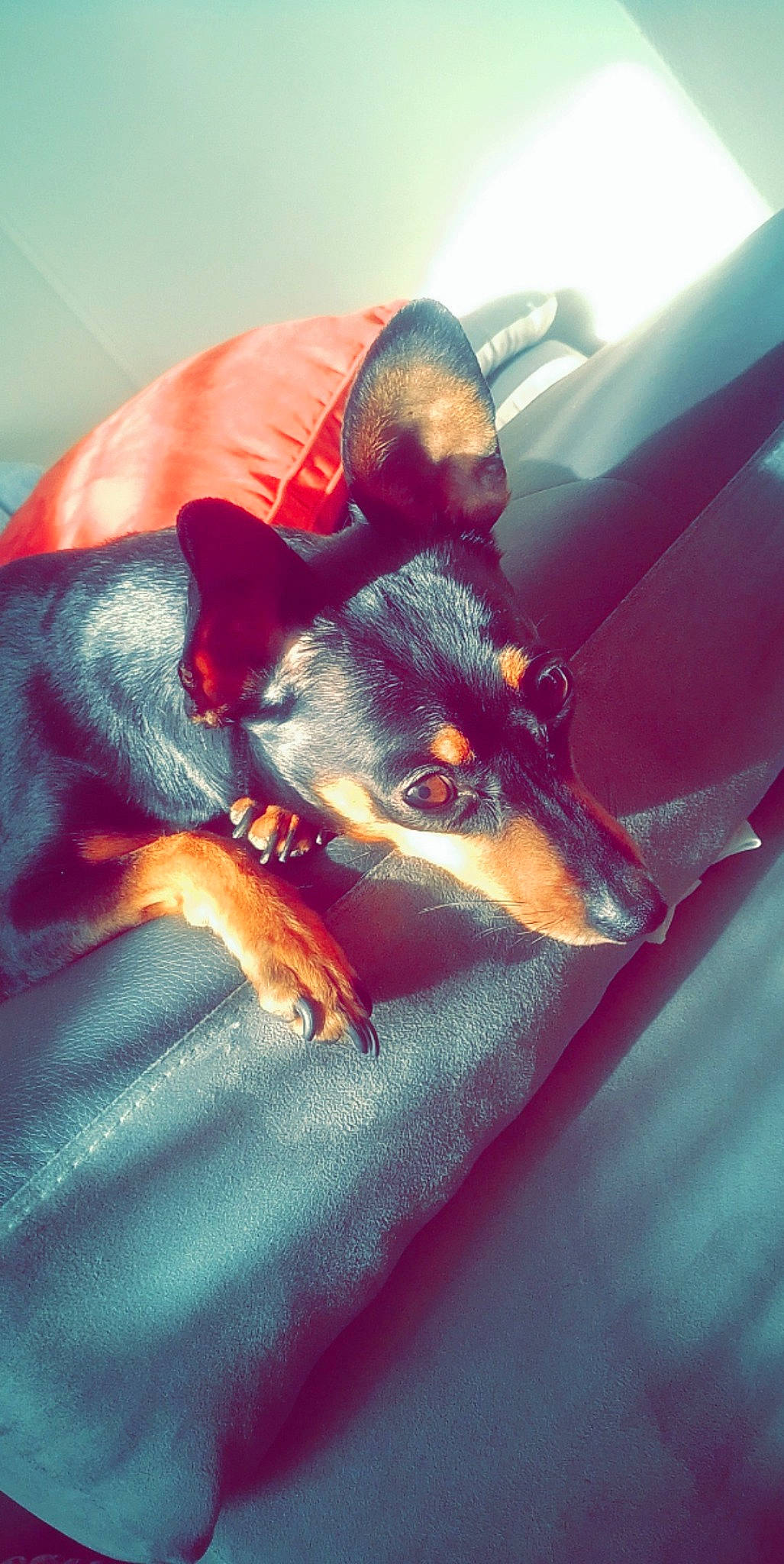 Booby a rejoint le concours — aidez-le/la à gagner de superbes lots ! canidae, carnivore, dobermann, dog, dog_breed, ear, guard_dog, manchester_terrier, miniature_pinscher, organism, pinscher, prazsky_krysarik, snout, toy_dog