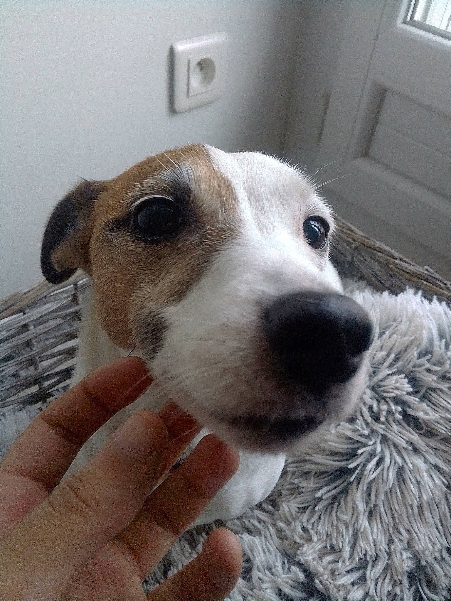 Close a rejoint le concours — aidez-le/la à gagner de superbes lots ! canidae, carnivore, companion_dog, dog, dog_breed, ear, greyhound, head, jack_russell_terrier, lurcher, mammal, nose, parson_russell_terrier, puppy, rare_breed_dog, russell_terrier, snout, vertebrate, whippet, whiskers